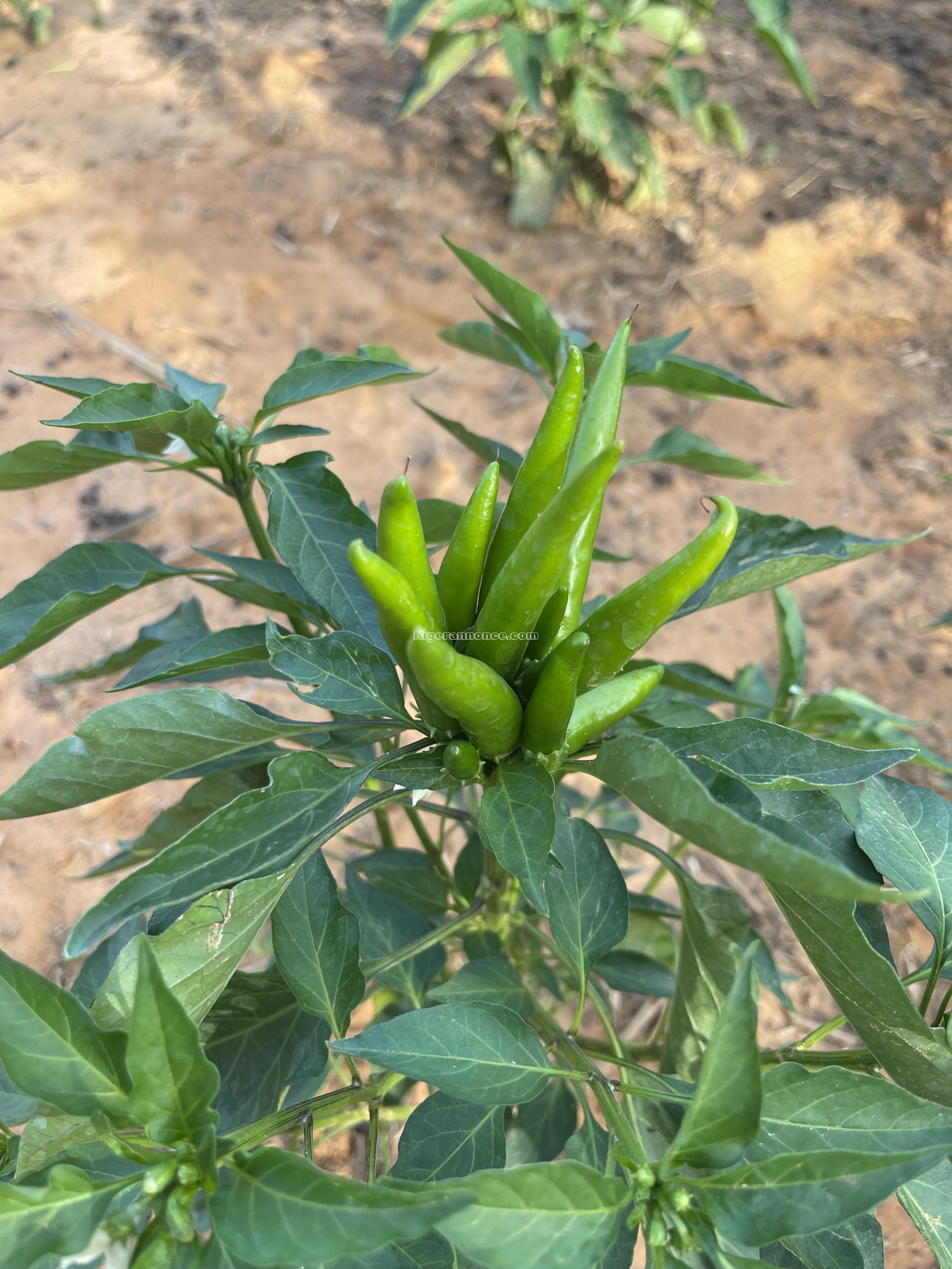 Achat de la production agricole - agriculture | Niger annonce